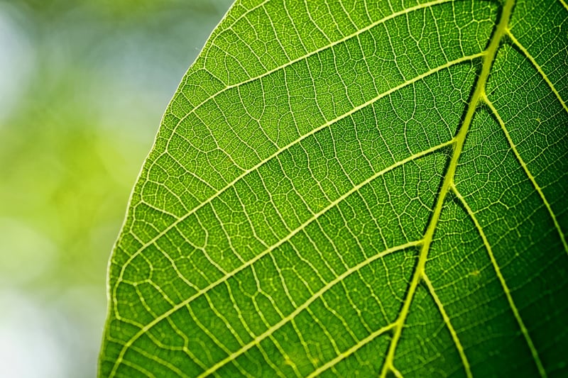 Nature-inspired art